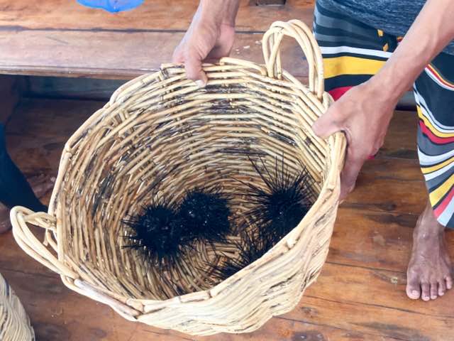 ツアーガイドさんが颯爽と海に飛び込み、素潜り(ゴーグルもボンベも何もなし)で採ってきてくれた大きなウニ。黒いトゲトゲが籠の中に5つほど。