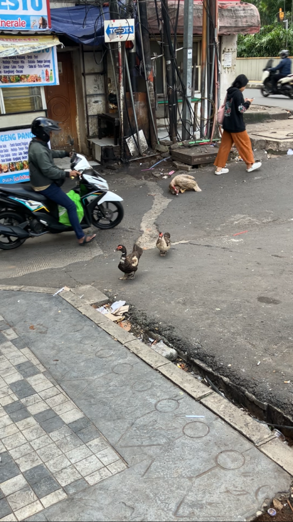 道を渡るアヒルの群れにスピードの出ているバイクが突っ込んでいく様子。周りは誰も気にしないジャカルタの日常風景
