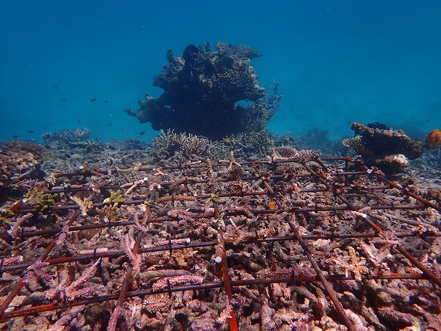 サンゴをフレームに括り付けて、海の底に沈めた直後の写真。切り口はまだ白く、割ったままの大きさ。
